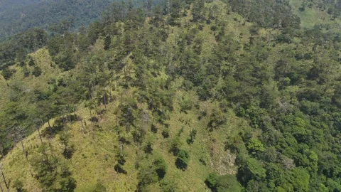 Drone flying toward sparse pine forest with downward view on Chu Yang Sin 動画素材 336974319