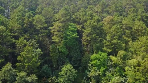 Drone flying towards rain forest in Thailand then it crashes and falls down Stock Footage 81238918