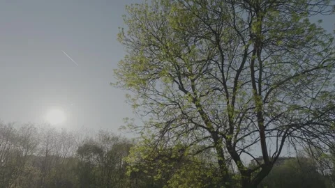 Drone flying towards tree in the park. Stock Footage 241488420