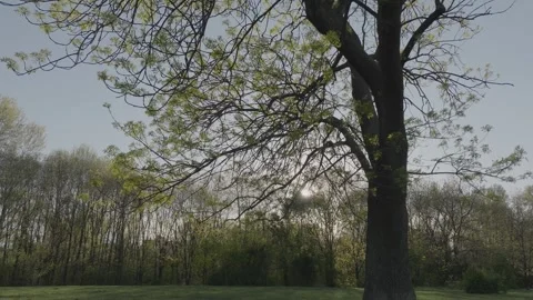Drone flying towards tree in the park. Stock Footage 241488641