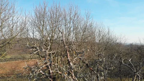 Drone flying from trees upward to see field Stock Footage 103138643