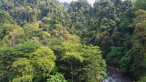Drone Flying Upstream Into Tropical Rainforest, Bukit Lawang Stock Footage 327610610