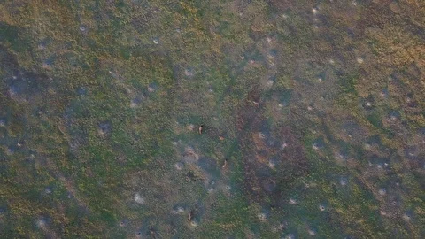 Drone flying up from vertically bison on prairie dog town Stock Footage 121346179