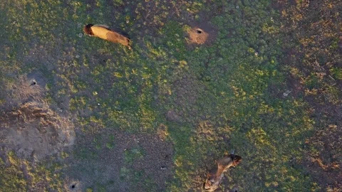 Drone flying Vertically over bison on prairie dog colony Stock Footage 121346084