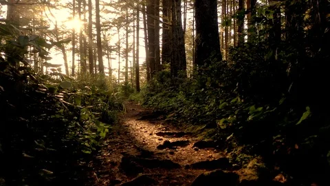Drone flying very low over a backlit forest path. Beautiful and tranquil Stock Footage 108745531