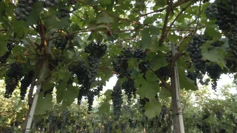 Drone flying in vineyard with grapes ready for harvest Video stock 138134375