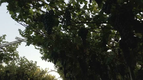 Drone flying in vineyard with grapes ready for harvest Stock Footage