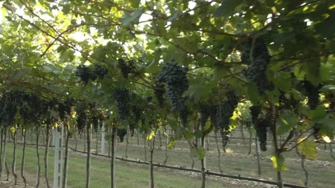 Drone flying in vineyard with grapes ready for harvest Stock Footage 138134436