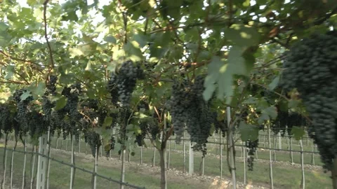 Drone flying in vineyard with grapes ready for harvest Stock Footage 138134470