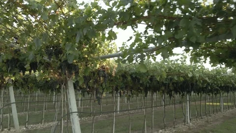 Drone flying in vineyard with grapes ready for harvest Video stock 138134509