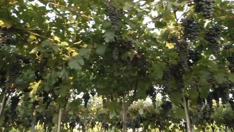 Drone flying in vineyard with grapes ready for harvest Stock Footage 138134511