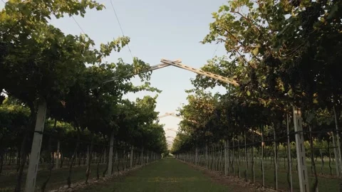 Drone flying in vineyard with grapes ready for harvest Stock Footage 138134581