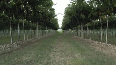 Drone flying in vineyard with grapes ready for harvest Video stock 138134709
