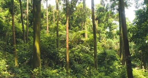 Drone flying up in the woods Stock Footage 128245370