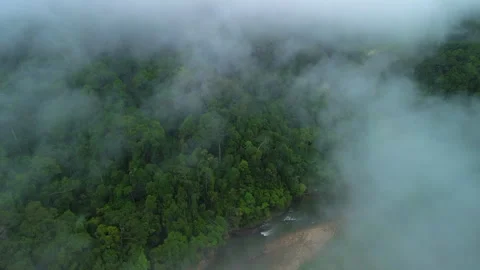 Drone flyover above misty Sungai Tembeling rainforest, Malaysia Stock Footage 342780179