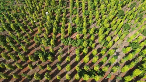 Drone Flyover of Black Pepper Farm in Southern Vietnam 库存影片 329916657