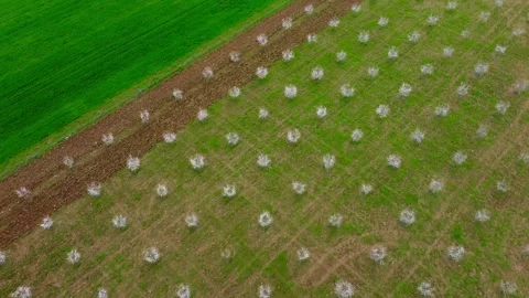 Drone flyover of blooming almond trees and green cereal fields in spring Stock Footage 309962505