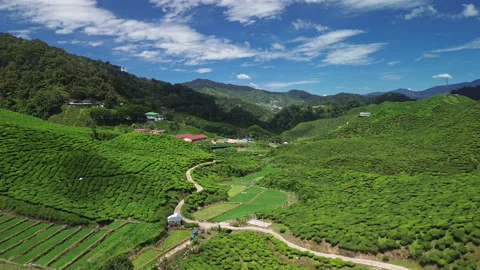 Drone flyover of Cameron Highlands tea plantations under bright blue sky Stock Footage 316678916
