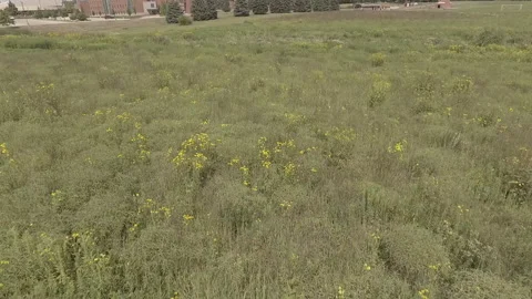 Drone Flyover Couple Through Garden Field Video stock 145236201