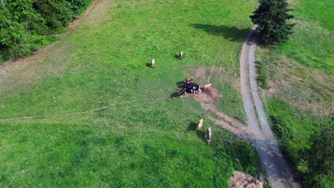 Drone flyover cows Stock Footage 344900306