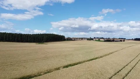 Drone Flyover  Crop fields In Summer Stock Footage 136550223