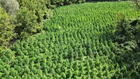 Drone Flyover of Dense and Symmetrical Cannabis Field Stock Footage 314426699