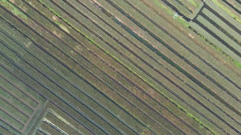 Drone Flyover of Diagonal Farming Rows in Mekong Delta, Southern Vietnam 库存影片 329917667