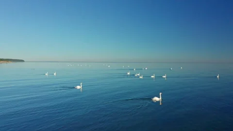 Drone Flyover a Flock of Swans in Denmark Stock Footage 245483200