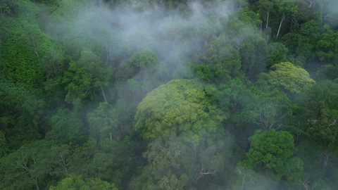 Drone flyover to flowering rainforest tree, Pahang, Malaysia Stock Footage 342779973