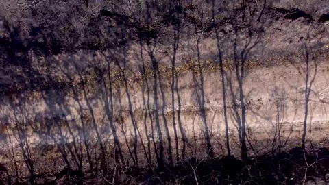 Drone flyover footage of a pine forest burnt by a forest fire Stock-Footage 206485576