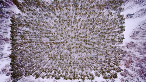 Drone flyover of frozen pine forests blanketed in snow in northern Michigan Vídeo Stock 334766111