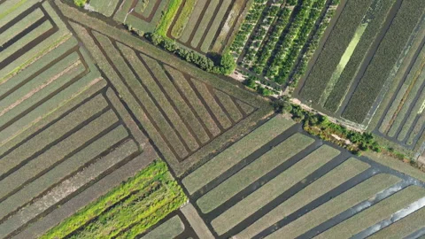 Drone Flyover of Geometric Crop Rows in Mekong Delta, Southern Vietnam Stock Footage 329917956