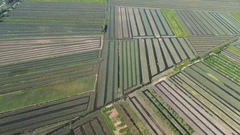 Drone Flyover of Geometric Farmland Patterns in Mekong Delta, Southern Vietnam 库存影片 329917850
