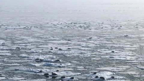 Drone flyover of group of seals Resting on Ice Surfaces in Frigid Arctic Waters Stock Footage 308776841