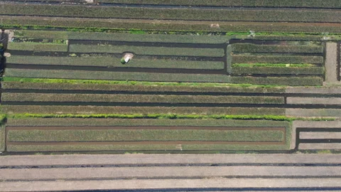 Drone Flyover of Horizontal Crop Rows in Mekong Delta, Southern Vietnam 库存影片 329917970