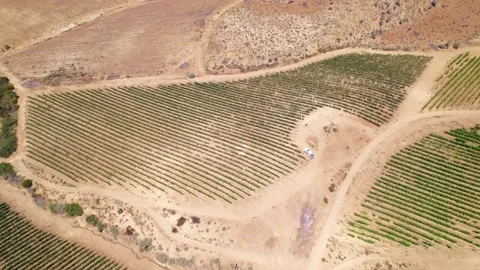 Drone flyover looking down on a vineyard plantation with places devastated Video stock 238891347
