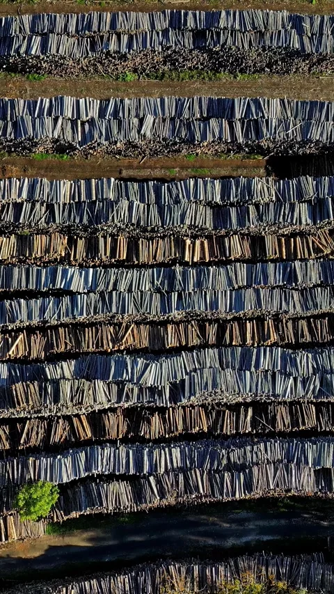 Drone flyover, lumber yard with cut wood logs stacked in rows to be processed Vídeos de archivo 296317694