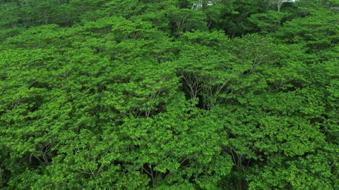 Drone flyover of lush rainforest canopy in afternoon sunlight, Raub Malaysia Stock Footage 316678499