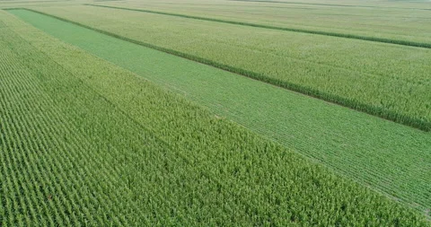 Drone flyover the maize and chinese cabbage field Stock Footage 148205272