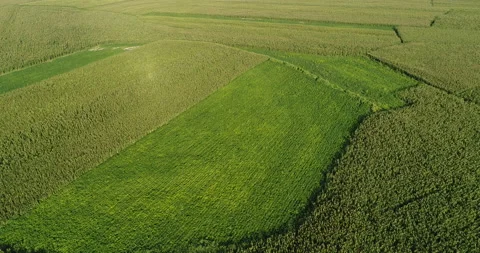 Drone flyover the maize and soya bean field Video stock 148212892