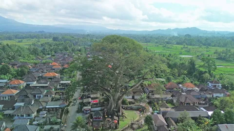 Drone Flyover of a massive Bayan Ancient Tree, Bali, Indonesia Stock Footage 346798967