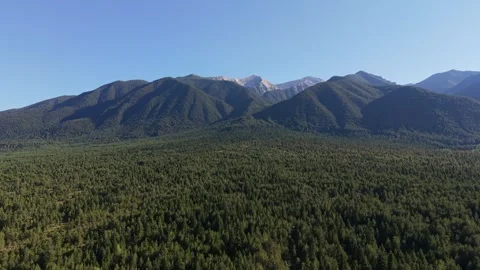 Drone Flyover Pine Forest and Mountains Bulgaria Stock Footage 343794346