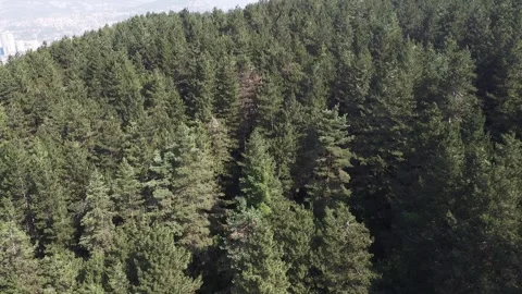 Drone Flyover of Pine Forest Revealing Sarajevo Skyline in the Distance Stock Footage 313548292