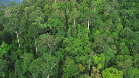 Drone Flyover Revealing Hilly Primary Rainforest Near Taman Negara, Malaysia Stock Footage 342780376