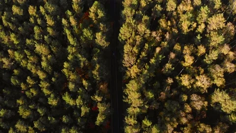 Drone flyover of road in fall forest with pine trees daytime Stock Footage 134828144