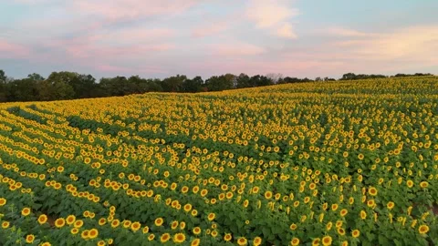 Drone Flyover of a Rolling Sunflower Field with Rows of Blooms Under Soft Early Stock Footage 345536772