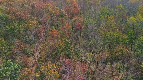 Drone Flyover Rubber tree Plantation with Colorful Leaves, Southern Vietnam Stock Footage 329914175