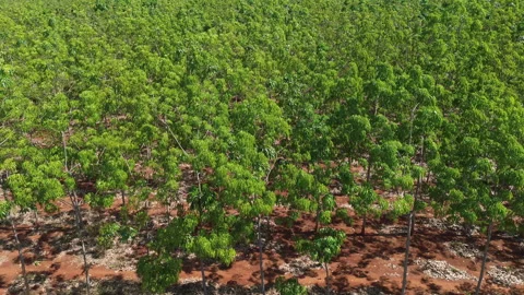 Drone Flyover Rubber tree Plantation with Lush Green Leaves, Southern Vietnam 库存影片 329914178