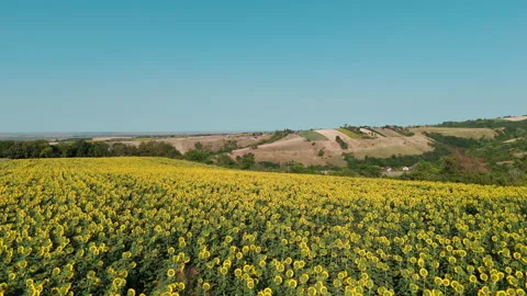 Drone flyover from sunflower field to hills and village near Bukovac Stock Footage 313802142