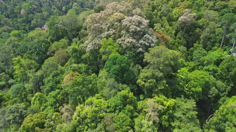 Drone Flyover Toward Emergent Rainforest Tree, near Taman Negara Malaysia 動画素材 342780530